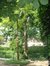Japanse notenboom – Jette, Garcetpark, parc –  13 Juli 2005