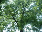 Zwarte of Amerikaanse noot – Jette, Garcetpark, parc –  13 Juli 2005