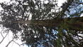 Sequoia géant – Jette, Parc Garcet, parc –  28 Mars 2024