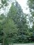 Chêne pédonculé fastigié – Jette, Parc du Sacré-Cœur de Jette, Avenue du Sacré-Coeur –  22 Septembre 2003