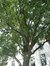 Chêne pédonculé – Jette, Parc du Sacré-Cœur de Jette, Avenue du Sacré-Coeur, 8 –  22 Septembre 2003