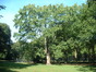 Acer saccharinum var. laciniatum, Elisabethpark,  26 September 2003
