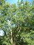 Acer saccharinum var. laciniatum – Koekelberg, Parc Elisabeth, parc –  26 Septembre 2003