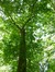 Chêne à cupules chevelues – Koekelberg, Parc Elisabeth –  06 Juin 2014