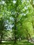 Chêne à cupules chevelues – Koekelberg, Parc Elisabeth –  06 Juin 2014