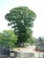 Acer pseudoplatanus 'Erectum'