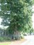 Acer pseudoplatanus 'Erectum' – Molenbeek-Saint-Jean, Cimetière de Molenbeek-Saint-Jean, cimetière –  28 Juin 2004