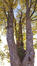 Acer pseudoplatanus 'Erectum' &ndash; Sint-Jans-Molenbeek, Begraafplaats van Sint-Jans-Molenbeek, cimetière &ndash;  28 Oktober 2026