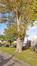 Acer pseudoplatanus 'Erectum' &ndash; Sint-Jans-Molenbeek, Begraafplaats van Sint-Jans-Molenbeek, cimetière &ndash;  28 Oktober 2026