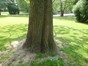 Japanse honingboom – Sint-Jans-Molenbeek, Karreveldpark –  30 Mei 2012