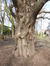 Japanse notenboom – Sint-Jans-Molenbeek, Muzenpark, parc –  05 August 2013