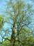 Cyprès chauve de Louisiane – Molenbeek-Saint-Jean, Parc des Muses, parc –  15 Avril 2003