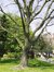 Frêne de Biltmore – Schaerbeek, Avenue Huart Hamoir et Square Riga, Avenue Huart Hamoir –  22 Avril 2002