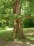 Japanse notenboom – Schaarbeek, Walckierspark, Chaumontelstraat, 6 –  26 Mei 2005