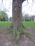Platane à feuille d'érable – Anderlecht, Parc de Scherdemael, parc –  16 Novembre 2015