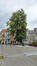 Zilverlinde