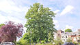 Zilverlinde &ndash; Schaarbeek, de Jamblinne de Meuxplein, de Jamblinne de Meuxplein &ndash;  07 Mei 2026
