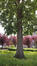 Zilverlinde &ndash; Schaarbeek, de Jamblinne de Meuxplein, de Jamblinne de Meuxplein &ndash;  07 Mei 2026