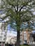 Zilverlinde – Schaarbeek, de Jamblinne de Meuxplein, de Jamblinne de Meuxplein –  22 April 2022