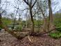 Ptérocaryer à feuilles de frêne – Schaerbeek, Parc Josaphat –  02 Avril 2024