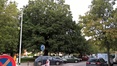 Ptérocaryer à feuilles de frêne – Schaerbeek, Avenue Huart Hamoir et Square Riga, Square François Riga –  24 Septembre 2015