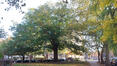 Schaerbeek Avenue Huart Hamoir et Square Riga Square François Riga