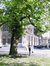 Ptérocaryer à feuilles de frêne – Schaerbeek, Avenue Huart Hamoir et Square Riga, Square François Riga –  22 Avril 2002