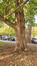 Ptérocaryer à feuilles de frêne &ndash; Schaerbeek, Avenue Huart Hamoir et Square Riga, Square François Riga &ndash;  28 Octobre 2026