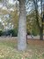 Peuplier baumier de l'Est – Anderlecht, Parc de Scherdemael, parc –  22 Octobre 2003