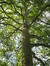 Platane à feuille d'érable – Saint-Josse-Ten-Noode, Jardin Botanique –  19 Juin 2009