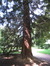Sequoia géant – Anderlecht, Parc de Scherdemael, Avenue Capitaine Fossoul –  30 Juillet 2008