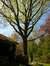 Chêne rouge d'Amérique – Uccle, Ancienne propriété Buyssens, Avenue Fond'Roy, 77 –  10 Avril 2014