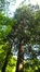Chamaecyparis pisifera 'Plumosa' – Uccle, Parc Fond'Roy –  28 Mai 2018