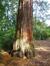 Sequoia géant – Uccle, Parc Fond'Roy –  18 Octobre 2013