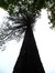 Sequoia géant – Uccle, Parc de l'IRSA, Chaussée de Waterloo, 1504 –  14 Septembre 2012