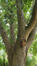 Japanse honingboom &ndash; Ukkel, Kriekenputstraat, 14 &ndash;  05 August 2026
