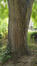 Japanse honingboom &ndash; Ukkel, Kriekenputstraat, 14 &ndash;  05 August 2026