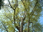 Japanse notenboom – Ukkel, Waterkasteelstraat, 34 –  26 April 2005