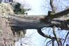 Chêne rouge d'Amérique – Uccle, Dieweg, 28 –  01 Mars 2023