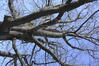 Chêne rouge d'Amérique – Uccle, Dieweg, 28 –  01 Mars 2023