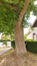 Japanse honingboom &ndash; Ukkel, Kriekenputstraat, 14 &ndash;  05 August 2026