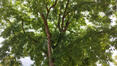 Japanse honingboom &ndash; Ukkel, Kriekenputstraat, 14 &ndash;  05 August 2026