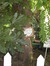 Sophora japonica f. pendula – Uccle, Avenue Beau-Séjour, 87 –  07 Août 2007