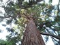 Sequoia géant – Uccle, Parc Montjoie –  22 Août 2012