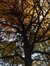 Hêtre à feuilles lacinées – Uccle, Parc Raspail, parc –  05 Novembre 2003