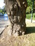 Japanse notenboom – Ukkel, Raspailpark, Stallestraat –  20 September 2016