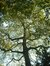 Platane à feuille d'érable – Uccle, Parc Raspail, parc –  05 Novembre 2003