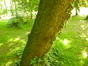 Cerisier noir – Uccle, Parc de la Sauvagère –  05 Juin 2015
