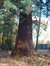 Sequoia géant – Uccle, Parc de la Sauvagère, parc –  05 Novembre 2003