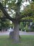 Chêne rouge d'Amérique – Uccle, Square Charles Lagrange –  24 Septembre 2003